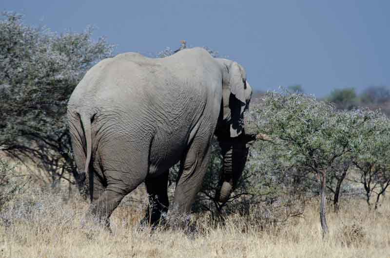 Elefante - parque nacional de Etosha - Namibia 4.jpg